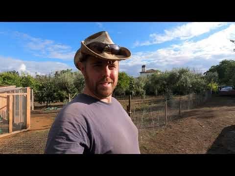 Best chicken road oficial in Spain